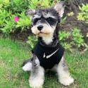 Supreme おしゃれな犬の服ノースリーブの薄い犬のチョッキテディベアシナレボ美猫の子犬は通気性がある