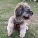 フェンディ/FENDI 犬服夏服薄手チョッキ式タイダイチョッキ薄手チョッキ猫毛抜け防止通気性中小型英セーター